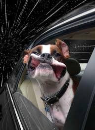 cane fuori dal finestrino dell'auto