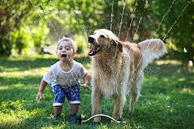 gioco bimbo cane acqua