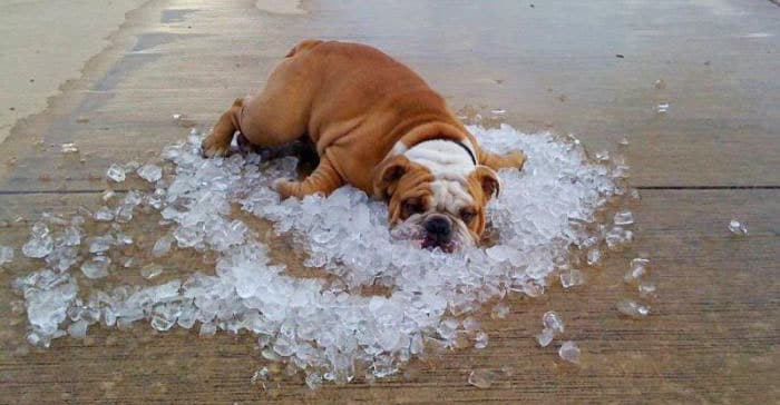caldo estate cane