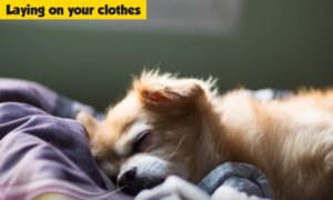 cane dorme sui vestiti